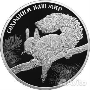 Белка обыкновенная