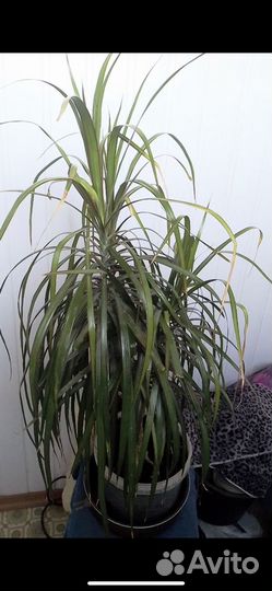 Пальма драцена комнатная