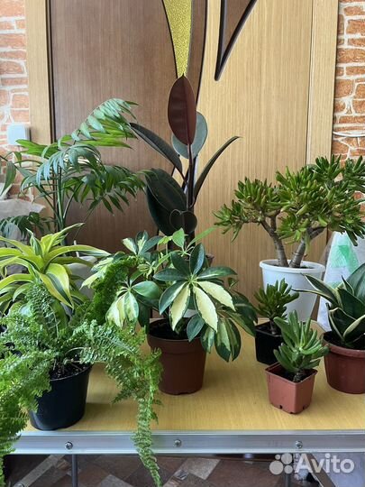 Комнатные цветы
