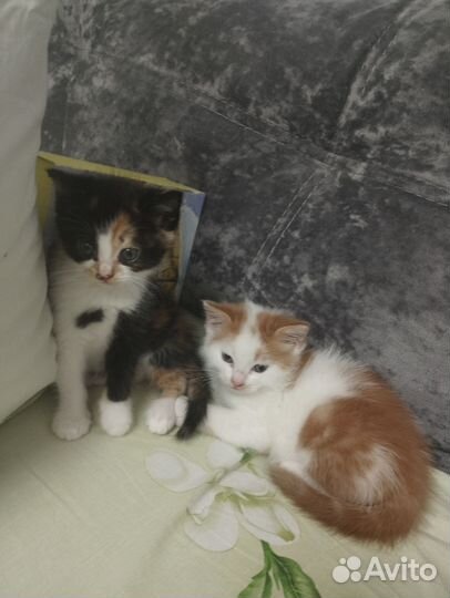 Котята в самые добрые руки