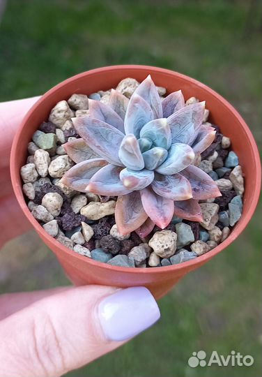 Суккуленты в Серпухове почтой по РФ (часть 6)