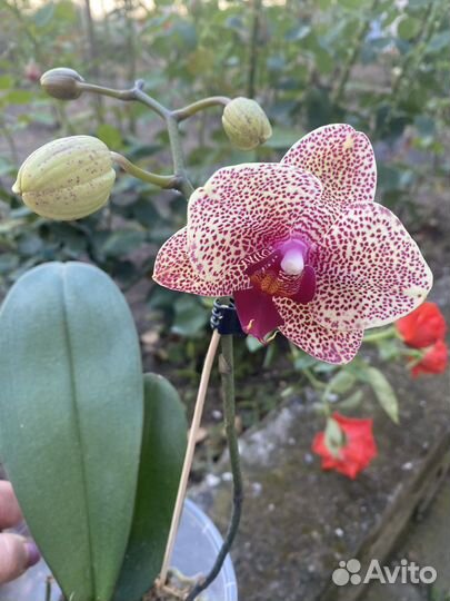 Орхидея фаленопсис Сезам