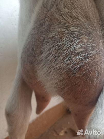 Коза нубийская