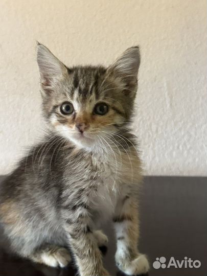 Трехцветная кошечка на счастье