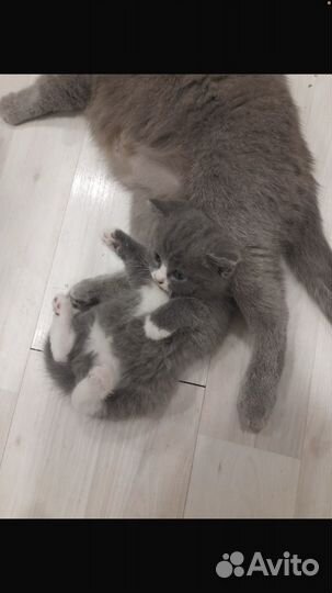 Котята в добрые руки даром