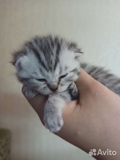 Шотландские котята