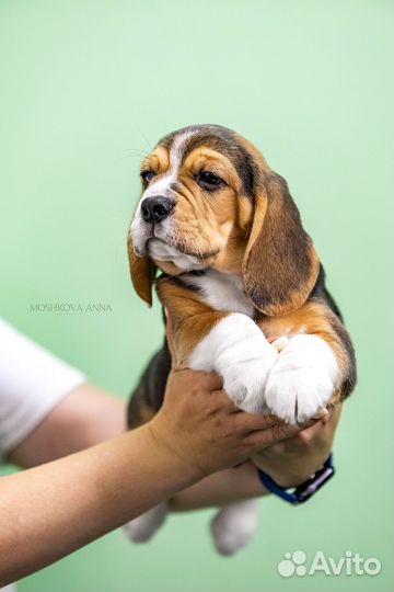 Щенки бигля в питомнике Бьюти'с Гланс
