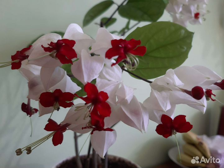 Клеродендрум томпсон