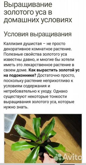 Цветок золотой ус (каллизия душистая)