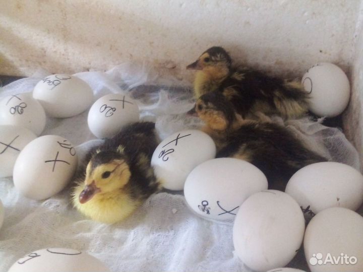 Цыплята пушкинские суточные индоутята