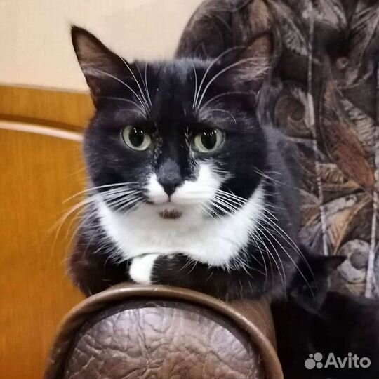 Кошечка Марго