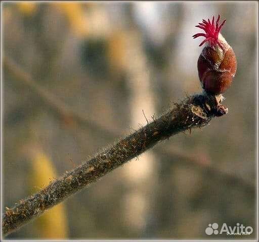 Лесной орех саженцы