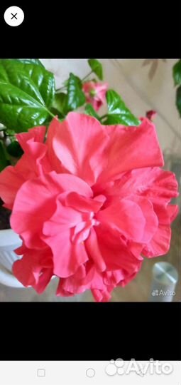 Гибискус китайская роза