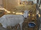 Продается стадо коз, молочная линия объявление продам