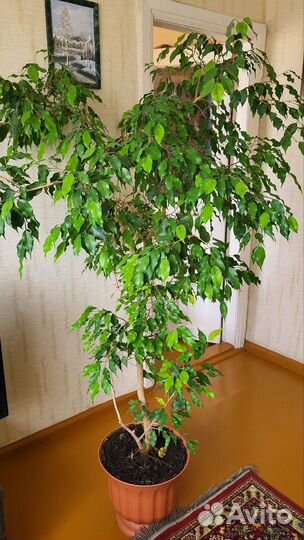 Фикус бенджамина