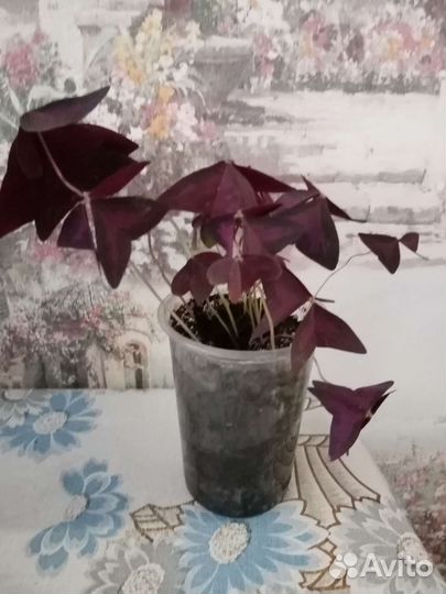 Комнатные цветы, горшки для цветов