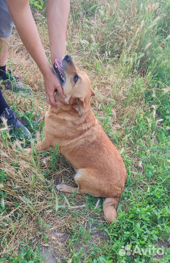 Собака в добрые руки отдам бесплатно