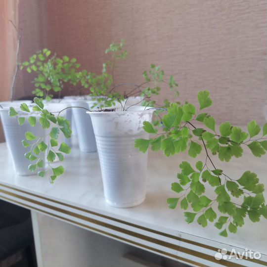 Адиантум венерин волос папоротник