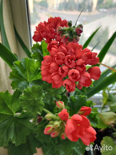 Пеларгония тюльпановидная