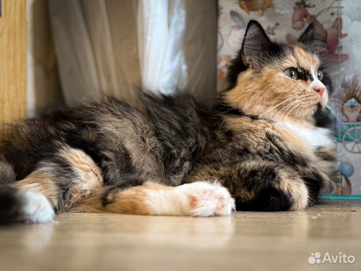 Кошечка трехцветка