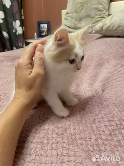 Котенок бесплатно