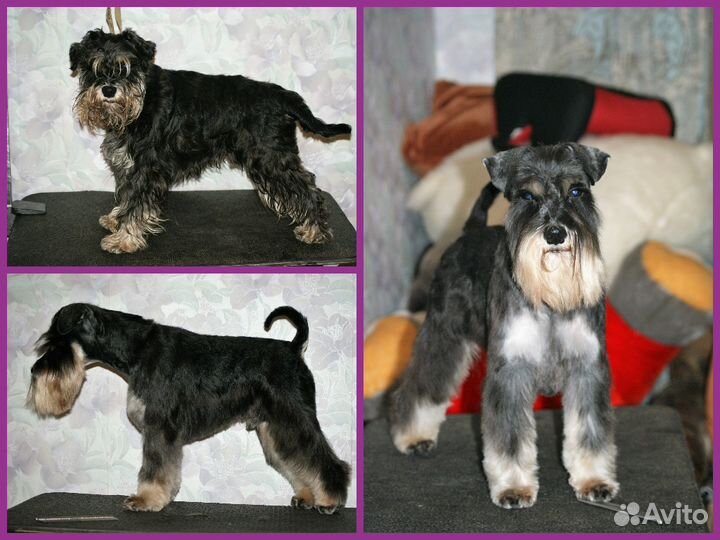 Груминг. Тримминг.Роллинг. Стрижка собак