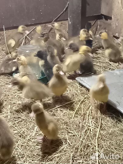 Утята индийский бегунок