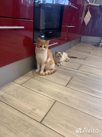 Котята в дар