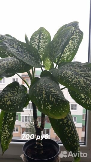 Комнатные растения цветы большие