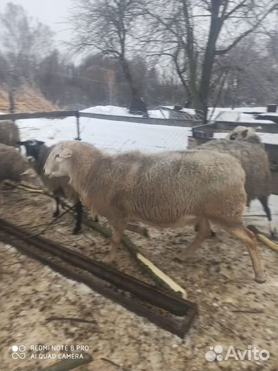 Баран катумский на племя