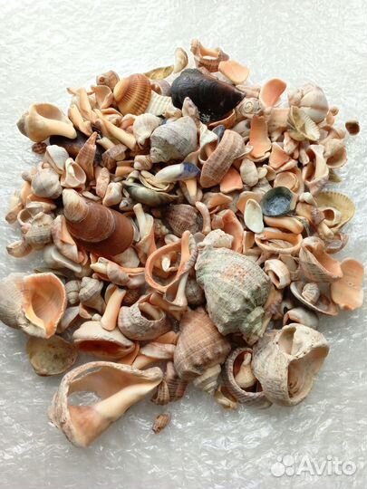 Пакет ракушек