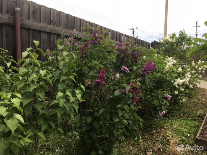 Сирени сортовые