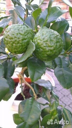 Цитрусовые плодоносящие растения