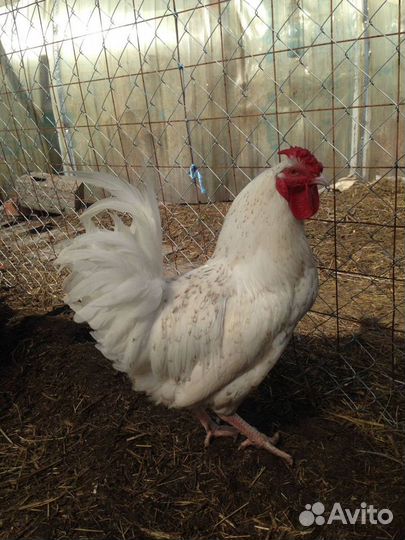 Петушки Пушкинской породы