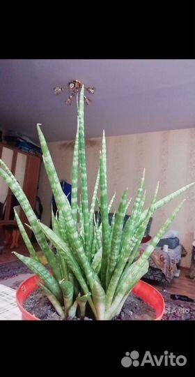 Сансевиерия