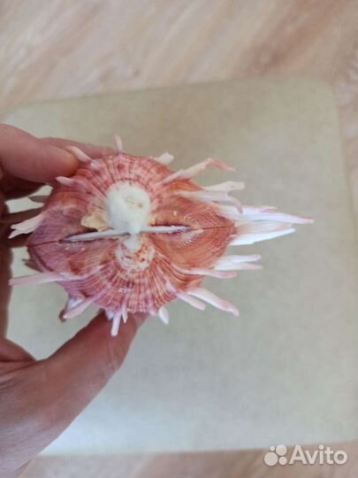 Морская раковина