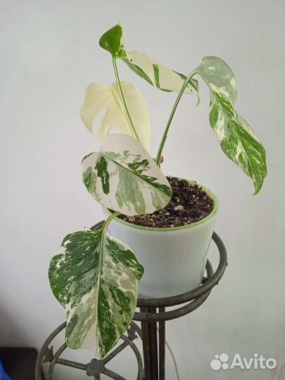 Монстера альба