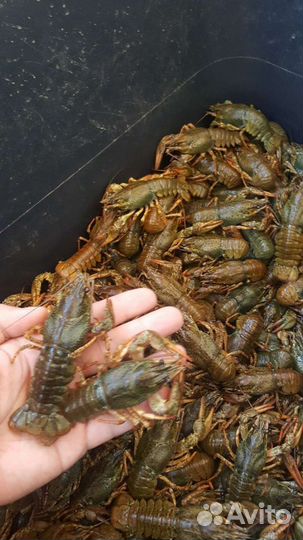 Раки для вашего пруда или озера