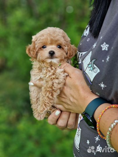 Мальчик мальтипу мини