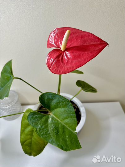 Антуриум, мужское счастье