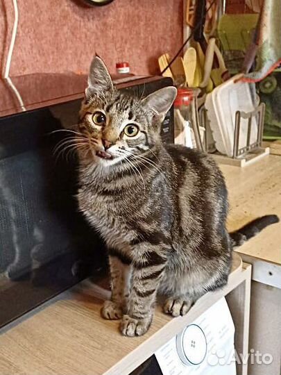 Котенок в добрые руки