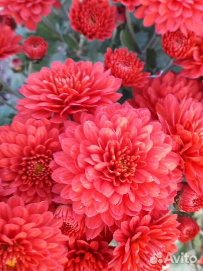 Хризантемы мультифлора