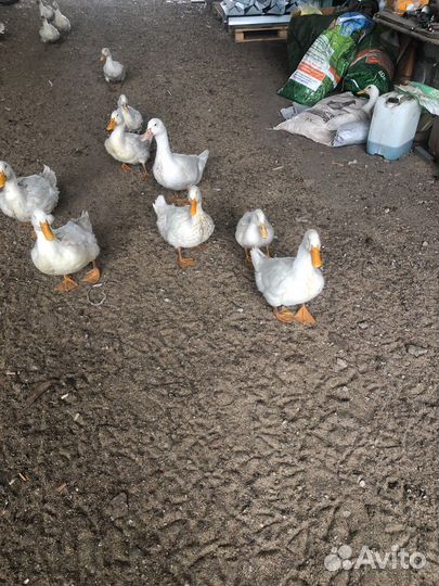 Продам уток