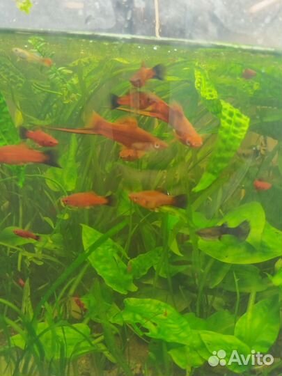 Рубиновый меченосец