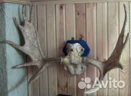 Рога оленя