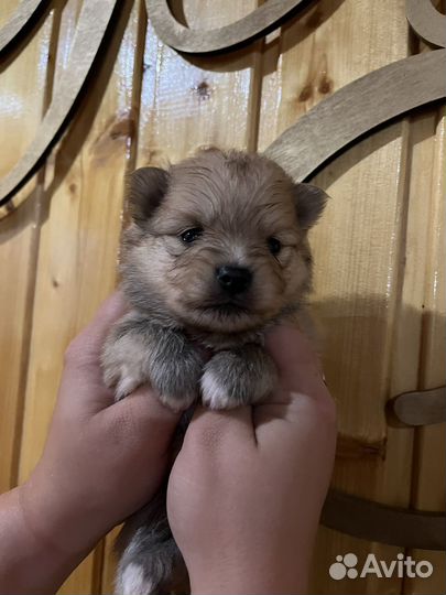 Щенки шпица