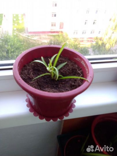 Хлорофитумы и их детки