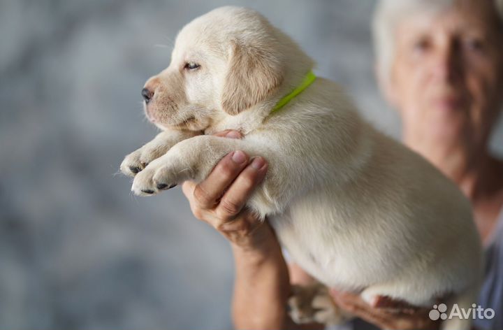 Щенки лабрадора