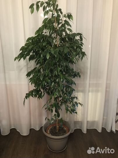 Комнатные растения