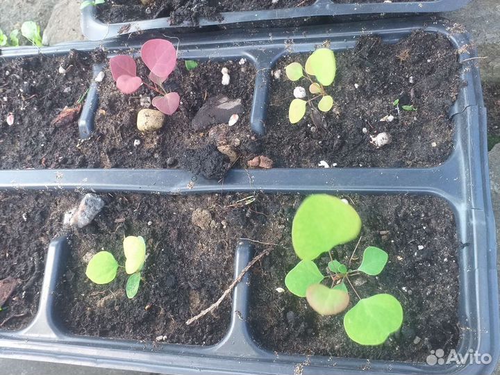 Барбарис тунберга